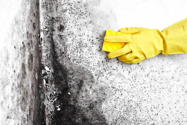 Best Mold Remediation for Specific Building Types in Nederland, TX