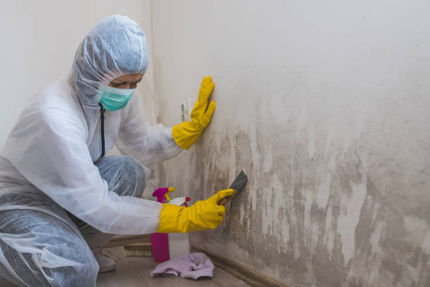 Best DIY Mold Remediation Support Services in Nederland, TX
