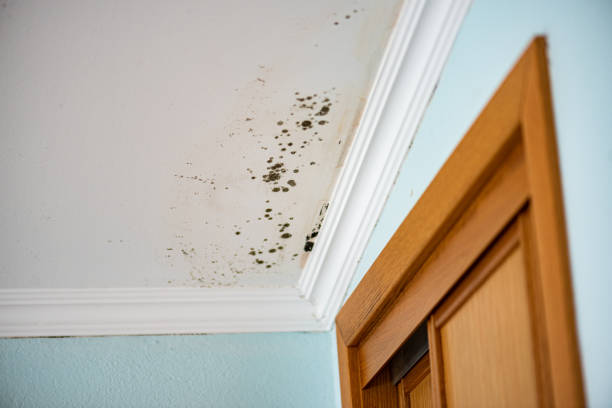 Reliable Nederland, TX Mold Remediation Solutions