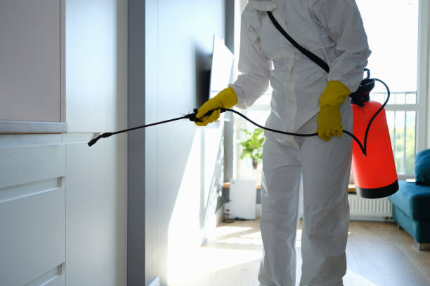 Best Kitchen Mold Remediation in Nederland, TX