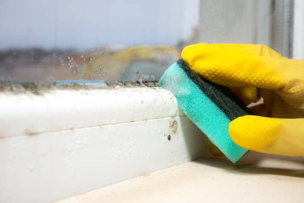 Best Health and Safety Mold Remediation in Nederland, TX