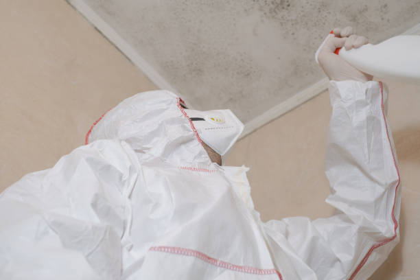 Best White Mold Remediation in Nederland, TX