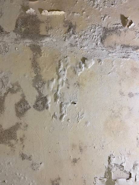 Best Commercial Mold Remediation in Nederland, TX