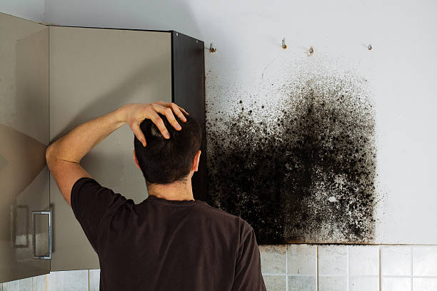 Best Post-Flood Mold Remediation in Nederland, TX