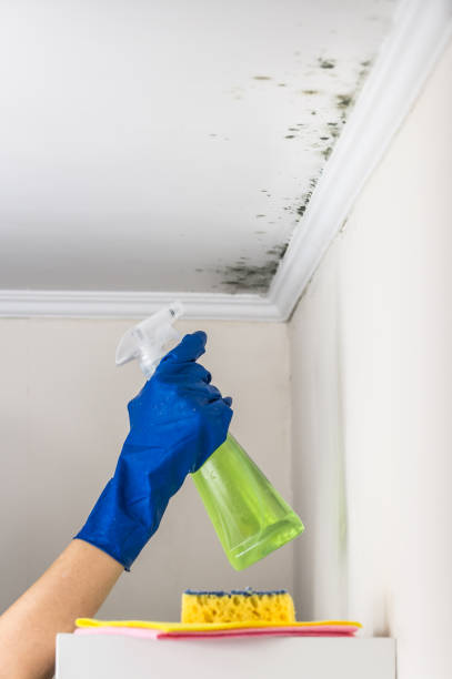 Best Residential Mold Remediation in Nederland, TX