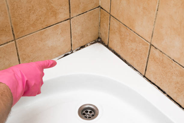 Best Residential Mold Remediation in Nederland, TX